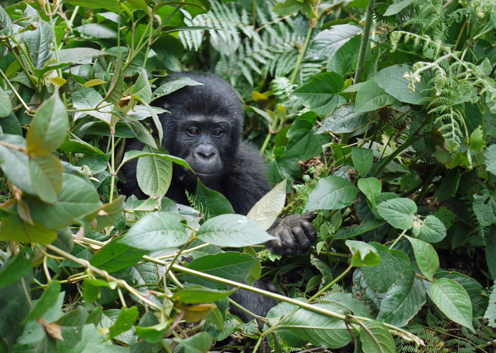 Mountain gorilla